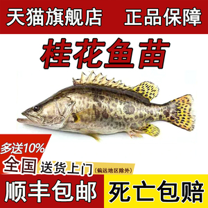 鳜鱼苗桂鱼苗桂花鱼淡水养殖食用大规格翘嘴贵鱼路亚凶猛鱼苗批发