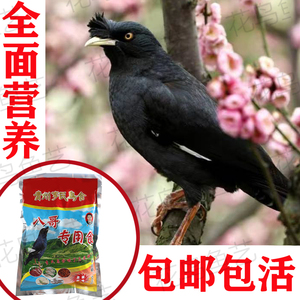 【海八哥鸟食】海八哥鸟食品牌,价格 - 阿里巴巴