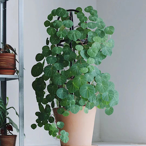 寻找花植推荐好养长寿的山乌龟爬藤植物室内阳台块根植物地栽盆栽