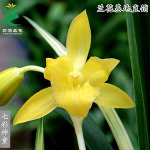 翁源兰花苗四季建兰先明艺七彩神童名贵好养浓香室内花卉绿植盆栽