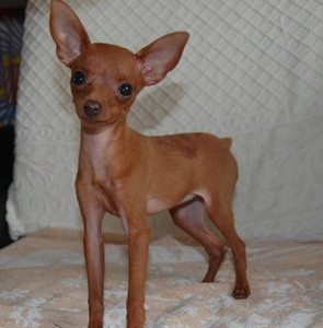 哈尔陆佰纯种小鹿犬宠物狗狗长不大小鹿犬幼犬活体黄色铁包金小鹿