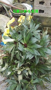 追风伞追风散一把伞公接骨丹惊风伞破凉伞追风草野生中草药包邮