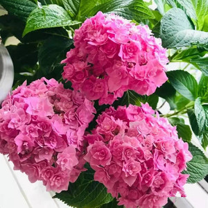 特大绣球花你我的相约银河辉夜姬复古腔调无尽夏万华镜纱织七加仑