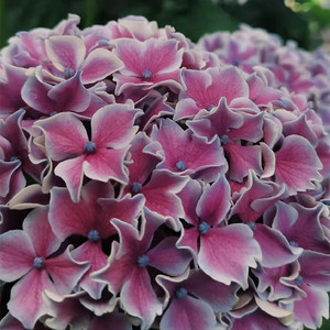 大花绣球花 魔幻小丑小苗盆栽包对版samsung养花匠