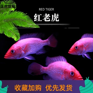 【红老虎鱼金玉满堂】红老虎鱼金玉满堂品牌,价格 - 阿里巴巴