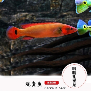 【逞虎】热带观赏鱼胭脂孔雀龙鱼(血红体)鱼孔雀龙鱼发色