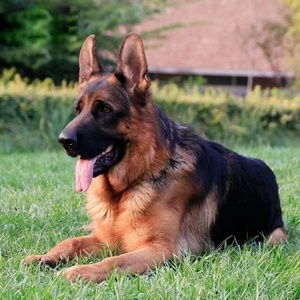 德国牧羊犬大型犬