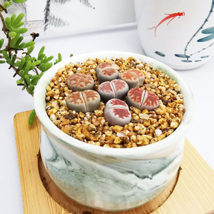 生石花红窗玉多肉植物满10元包邮野鹤园艺