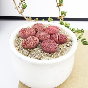 生石花紫柘榴玉c393a稀有紫色多肉植物野鹤园艺