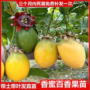 香蜜木瓜黄金百香果苗台湾甜蜜蜜哈蜜瓜味百香果树苗四季盆栽带土