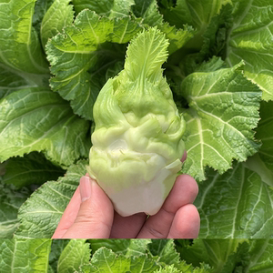 四川特产儿菜新鲜蔬菜娃娃菜9斤抱儿菜芥菜农家自种南充菜母子菜