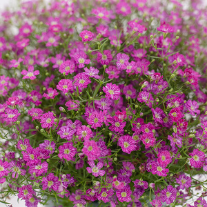 浩选满天星盆栽带花苞重瓣花苗四季开花室内阳台庭院好养花卉植物