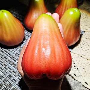 台湾巴掌莲雾原装12斤新鲜孕妇水果蜜风铃黑金刚芭比莲雾顺丰包邮