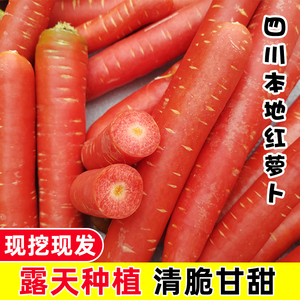 水果小胡萝卜红萝卜老品种新鲜蔬菜四川农家自种本地商用现挖生吃