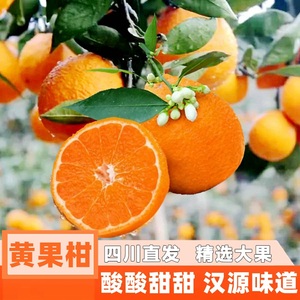 四川汉源黄果柑石棉青果黄金果孕妇水果酸甜新鲜桔子当季橘子包邮