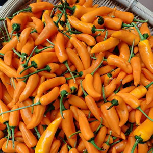 新鲜朝天椒永安