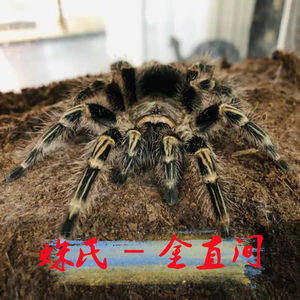 tb083780457195淘宝宠物小蜘蛛加蓬繁星捕鸟蛛足展2-5厘米新手入门