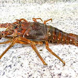 印尼小青龙新鲜进口水产冰鲜2斤4只野生小青龙虾海鲜青龙仔