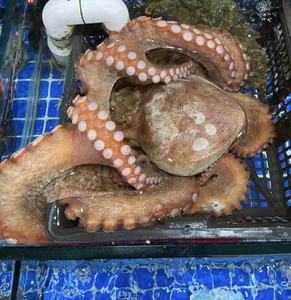 网红超大八爪鱼章鱼长腿八爪鱼 新鲜大章鱼 爆头海补鱿鱼海鲜超大