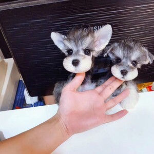 雪纳瑞幼犬白色纯种迷你小型犬茶杯狗黑色椒盐狗狗双血统宠物狗