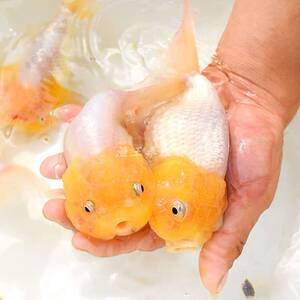 波妞鱼菠萝头金鱼白猫狮红猫狮红顶虎头冷水宠物鱼活体狮子头波妞