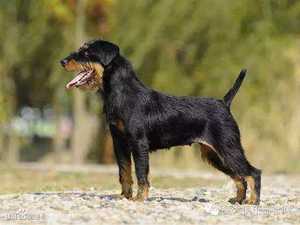 900人付款淘宝德国猎梗幼犬猎梗猎犬 猎梗犬 纯种猎梗幼犬 猎梗幼犬