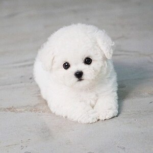 008人付款淘宝飞耳比熊幼犬纯种米奇耳茶杯体迷你卷毛白色小型犬宠物