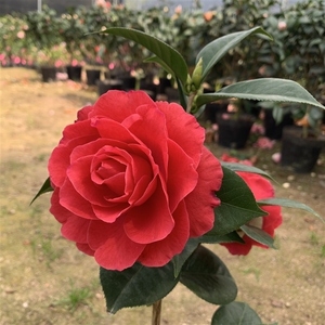 秀峰园艺情人节茶花巨大型红色花朵云南杂交品种名贵稀有茶花带花