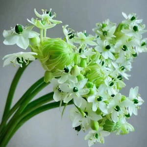 天鹅绒鲜花云南基地直发新鲜花材 蓝星花雀梅 配花插花情人节花束