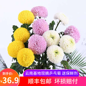 茗香源茶坊淘宝新品多口味小龙珠云南滇红茶叶鲜花绣球花香桂花玫瑰