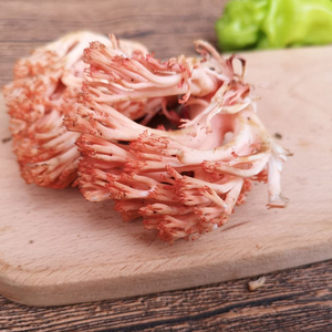 现货 新鲜珊瑚菌2斤老鼠脚扫帚菌野生菌云南菌菇龙爪菇 鲜扫把菌