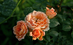 01元自动发货秒发秒评高清月季手机图片月季花