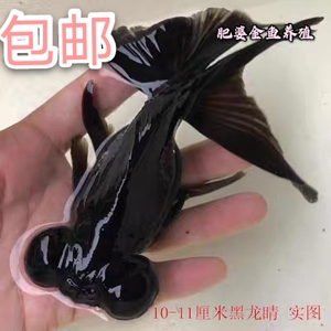 龙睛金鱼观赏鱼黑龙睛龙凤呈祥 吉祥如意