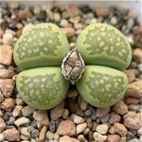 肉锥生石花水泡c242绿福来双头母本1.9厘米