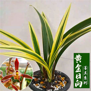 浓香型兰花黄金日向盆栽盆栽兰花苗墨兰盆栽室内绿植花卉