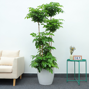 小绿宝盆栽植物