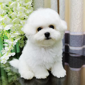 犬舍纯种比熊幼犬活体白色可爱型法国卷毛小型犬宠物狗狗3人付款500