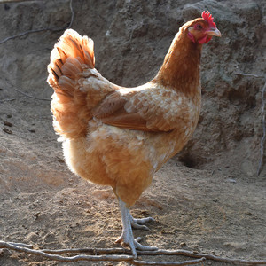 大别山农家散养3年老母鸡新鲜土鸡跑山鸡月子鸡正宗走地鸡