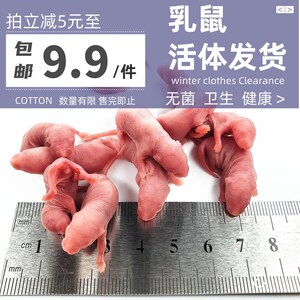 冰冻乳鼠红皮白霜小白鼠成体亚成饲料蛇鬃狮蜥蜴守宫龟猫爬虫食物