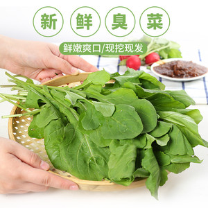 东北特产臭菜蘸酱菜农家种植新鲜蔬菜大叶臭菜包邮