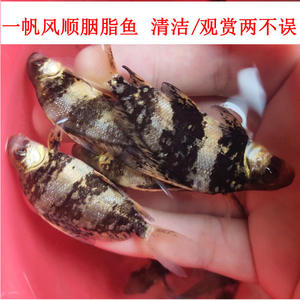 小胭脂鱼