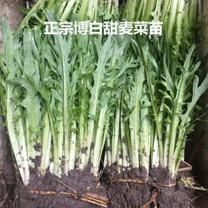 正宗广西博白甜麦菜 白梗种苗 清甜爽口带泥发货20棵