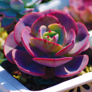 100人付款淘宝红粉台阁多肉植物精品组合盆栽萌肉肉室内净化空气小