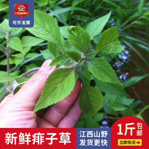 宝宝泡澡热痱草500g新鲜小鱼仙草香花草痱子草石荠苎止痒
