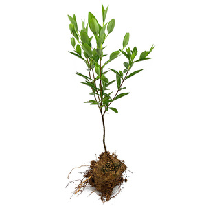 草药了哥王苗云南贼裤带了歌黄药材苗金创药植物九信菜了哥王树苗