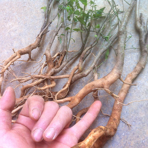 毛冬青树苗红色果实耐阴云南苦丁茶乌尾丁老桩盆栽四季不落叶绿植