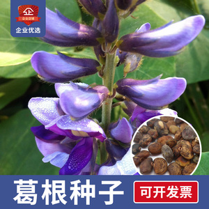 野葛种子50粒包邮葛根种孑葛藤种籽粉葛柴葛泡茶中药材白美爬藤