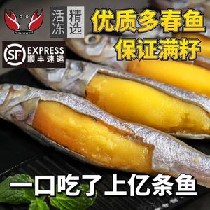 多春鱼满籽新鲜人吃商用特大多籽鱼冷冻鲜活海鲜水产特大海鱼烧烤