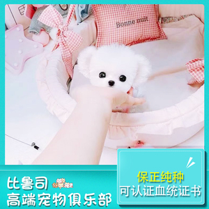 茶杯犬10元以下母