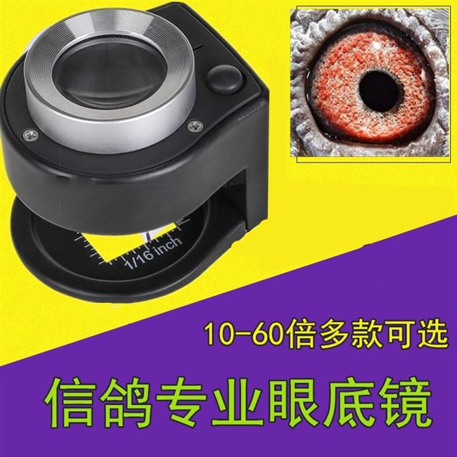 信鸽眼底镜 专业看鸽眼睛放大镜专用放大镜高清赛鸽鸽子用品用